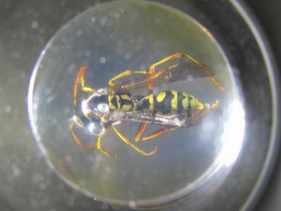 YellowjacketDagger2020 002.jpg