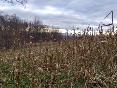 IMG_20201126_160603397_HDR.jpg
