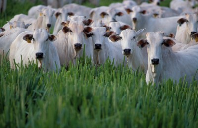 Brazilian%20cattle.jpg