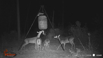 The big gals can lick the spinner plate and cause some corn to fall.  A strong wind will also shake a lot of corn out