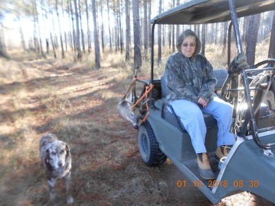 DSCN4301.JPG (260.42 KiB) Viewed 2747 times With help, I don't have to drag them, we can tie 'em to the cart.<br />(This was the season before Hurricane Michael struck)