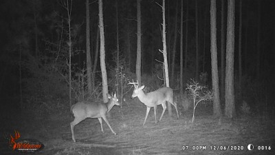 "Now 2 things, the does and the corn pile........"