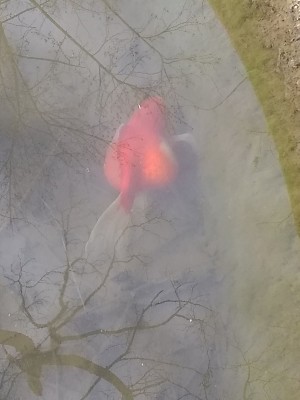 IMG_20201127_110052488.jpg