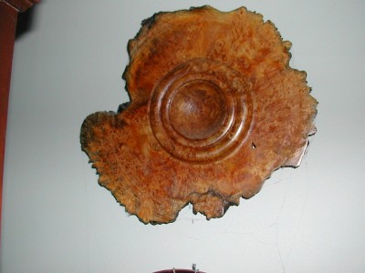 Broad leaf maple burl