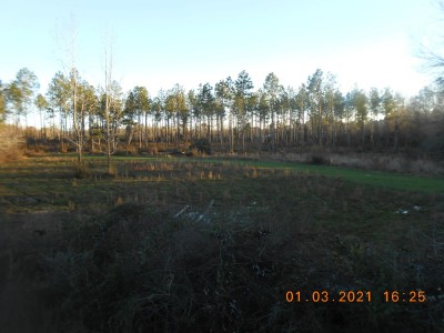 Wet food plot