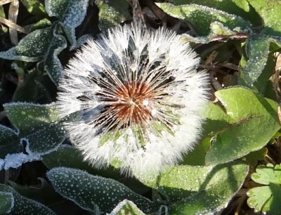 Dandelion