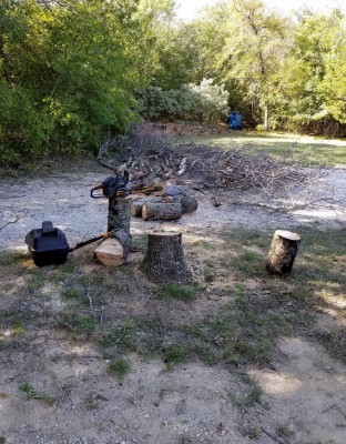 Tree 3.jpg