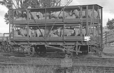 VR sheep wagon.jpg