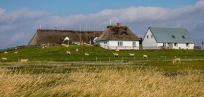 Hamburger-Hallig-3.jpg