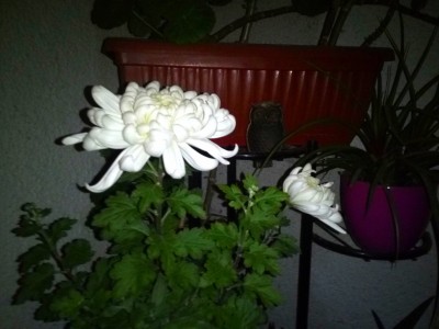 IMG_20210310_201011_234.jpg
