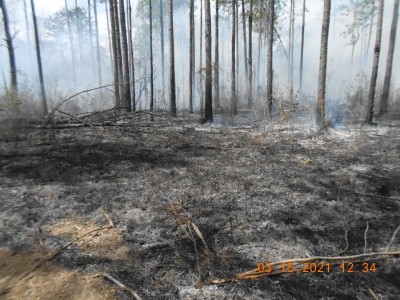 Fire did a good job, however there are still tons of dead wood to deal with as time goes on.