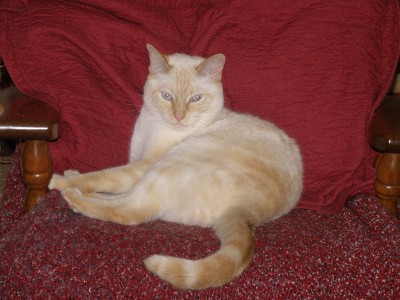 HARPER