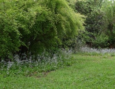 Lyre-leaf Sage