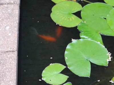 Gold fish