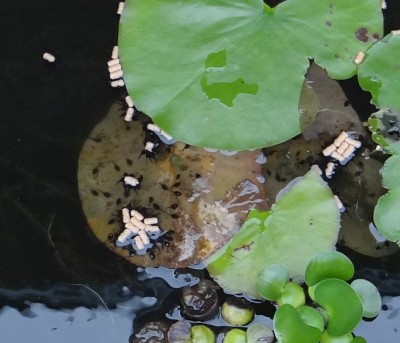 Tadpoles