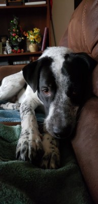 The Big Puppy