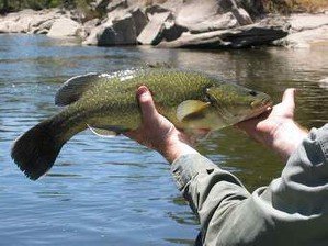Murray Cod 1.jpg