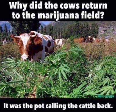 COWS RETURN.jpg