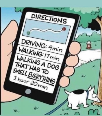 DOG WALKING.jpg