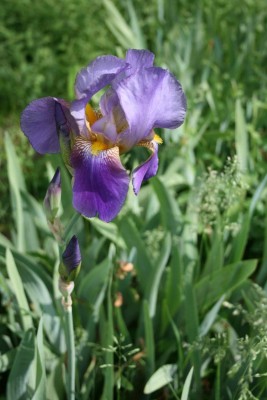 IMG_1925.jpg