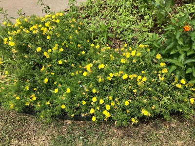 Texas Sundrops