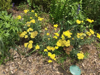 Yarrow
