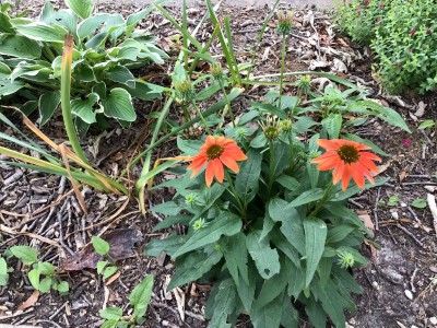 Coneflower (echinacea)