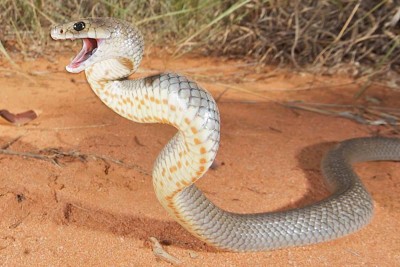 adult eastern brown snake credit Stewart Macdonald.jpeg