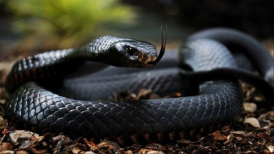 Black Mamba...