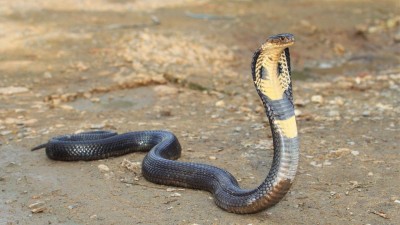 King Cobra.