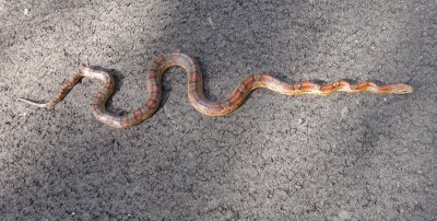 Corn Snake