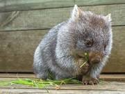 Baby wombat.jpg