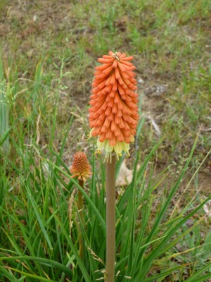 red hot poker plant