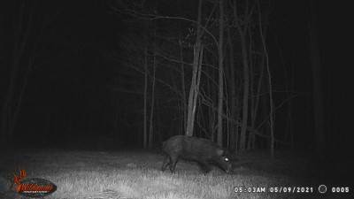 wild hog.JPG