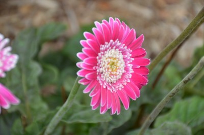 DSC_0014.JPG