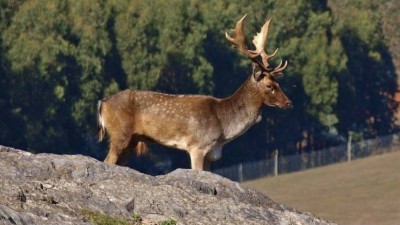Feral Deer..jpg
