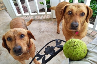 We found this in the woods - please throw it!