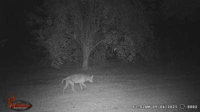 WGI_0002.JPG (159.06 KiB) Viewed 2410 times A nasty lookin' critter with no tail feathers!