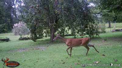 Strolling through the yard in the middle of the afternoon.