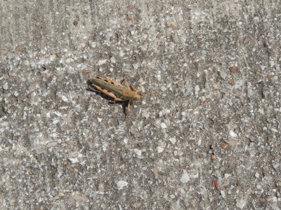 DSCN7305.JPG