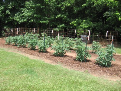 tomato garden.JPG