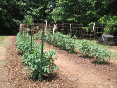 garden 2010 May 24.JPG