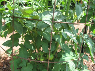 first tomatoes,2010.JPG