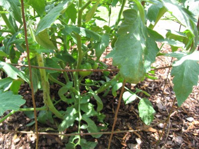 2010 first tomatoes.JPG