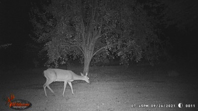 One of the girls who come every night.