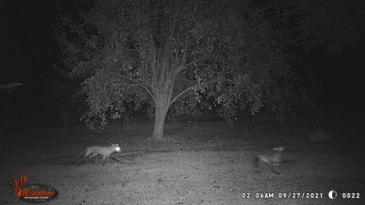 Some other visitors, Red are not as common as gray foxes.
