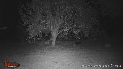 WGI_0062.JPG (173.13 KiB) Viewed 2232 times The mini-Dachshund even made this run a couple nights later.