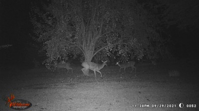 WGI_0052.JPG (166.57 KiB) Viewed 2232 times 2 hours later.