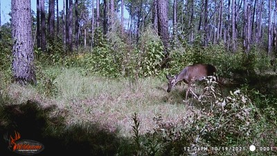 WGI_0001.JPG (351.08 KiB) Viewed 1919 times This deer is much heavier than the deer in the 2nd picture.