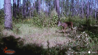 WGI_0002.JPG (350.79 KiB) Viewed 1919 times Based on the pictures for the last few weeks, this is a big yearling belong to the doe in the 1st picture.